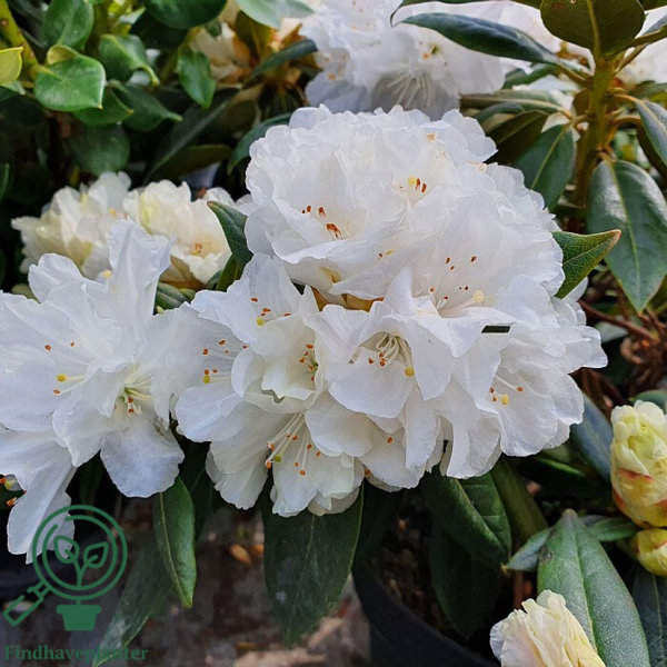 Rhododendron carolinianum 'Dora Amateis'