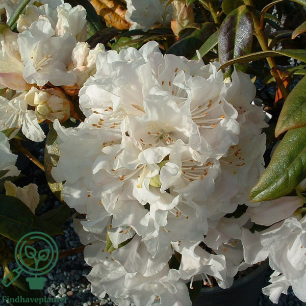 Rhododendron carolinianum 'Dora Amateis'