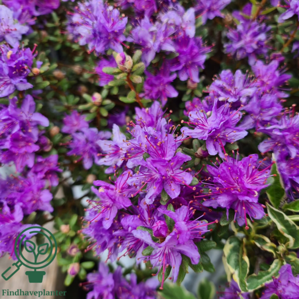 Rhododendron impeditum