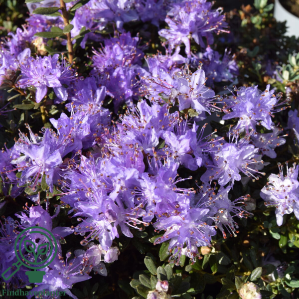 Rhododendron impeditum