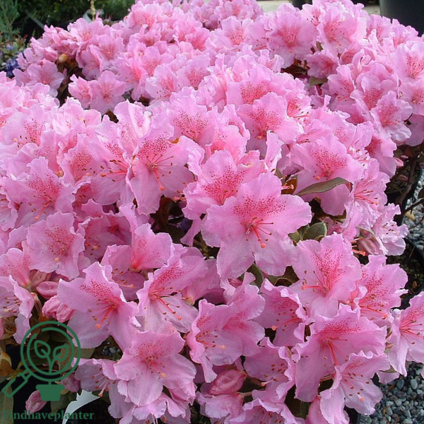 Rhododendron hybrid 'Lavendula'