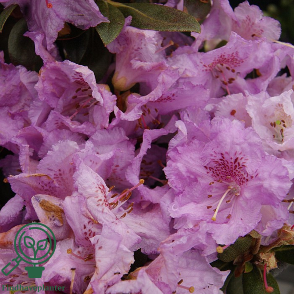 Rhododendron hybrid 'Lavendula'