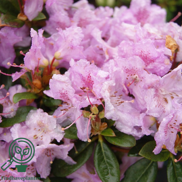 Rhododendron hybrid 'Lavendula'