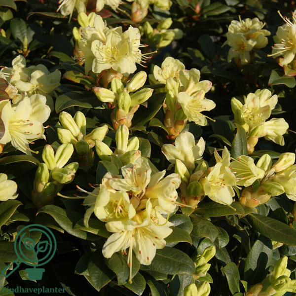 Rhododendron hybrid 'Princess Anne'
