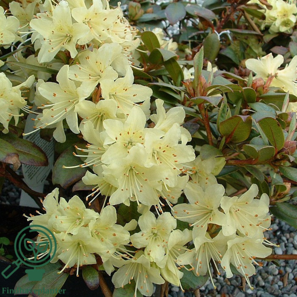 Rhododendron hybrid 'Princess Anne'