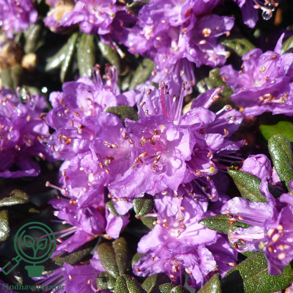 Rhododendron hybrid 'Purple Pillow'