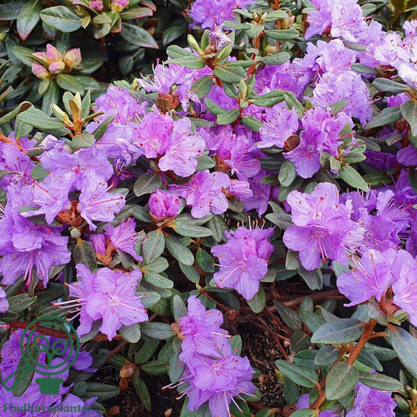 Rhododendron impeditum 'Ramapo'