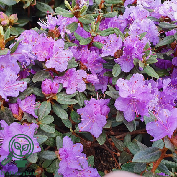 Rhododendron impeditum 'Ramapo'