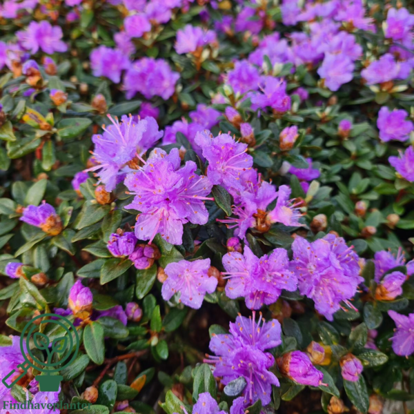 Rhododendron impeditum 'Ramapo'
