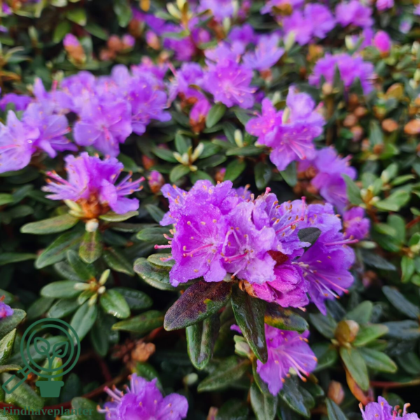 Rhododendron impeditum 'Ramapo'