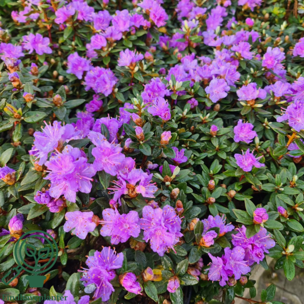 Rhododendron impeditum 'Ramapo'