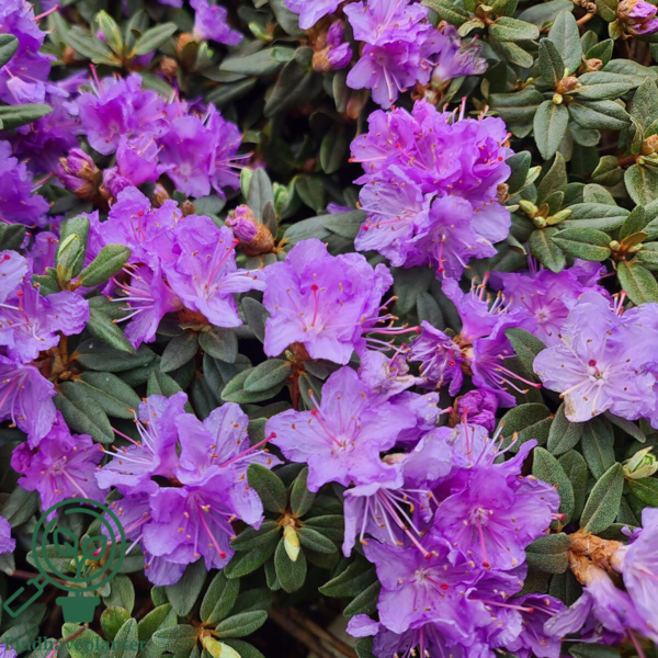 Rhododendron impeditum 'Ramapo'