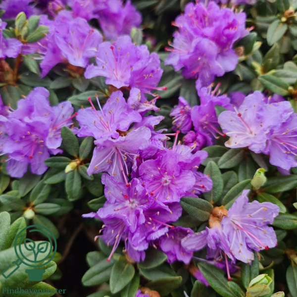 Rhododendron impeditum 'Ramapo'
