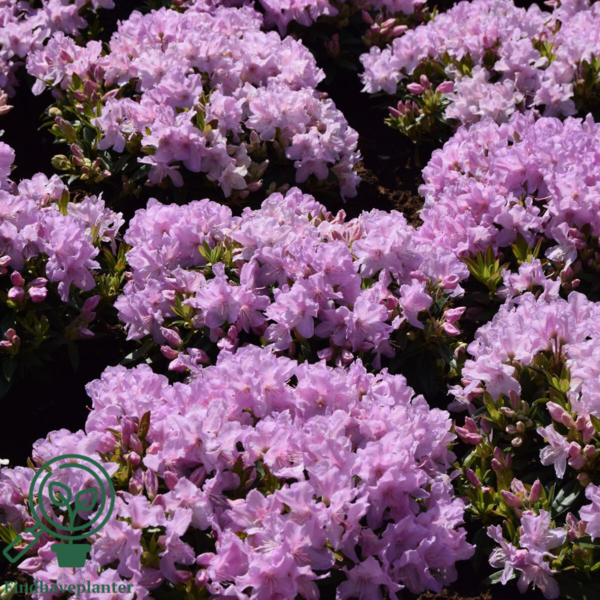 Rhododendron hybrid 'Robert Seleger'