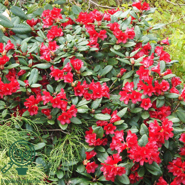 Rhododendron repens 'Scarlet Wonder'