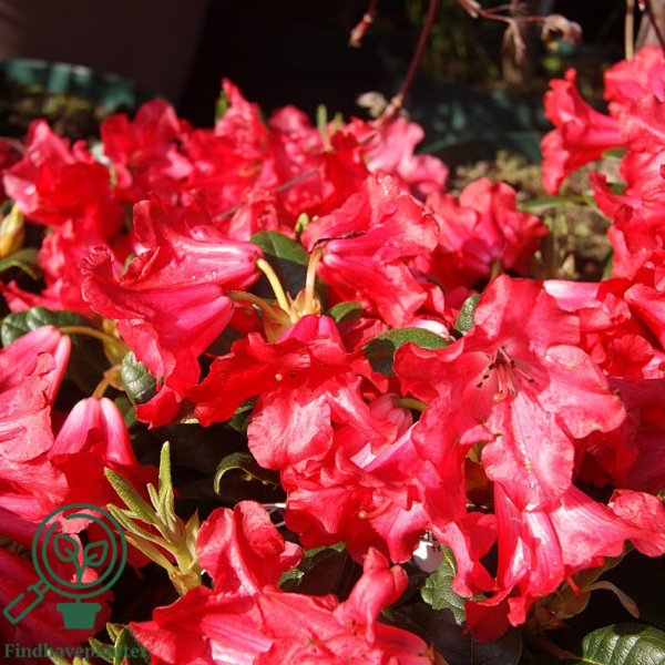 Rhododendron repens 'Scarlet Wonder'