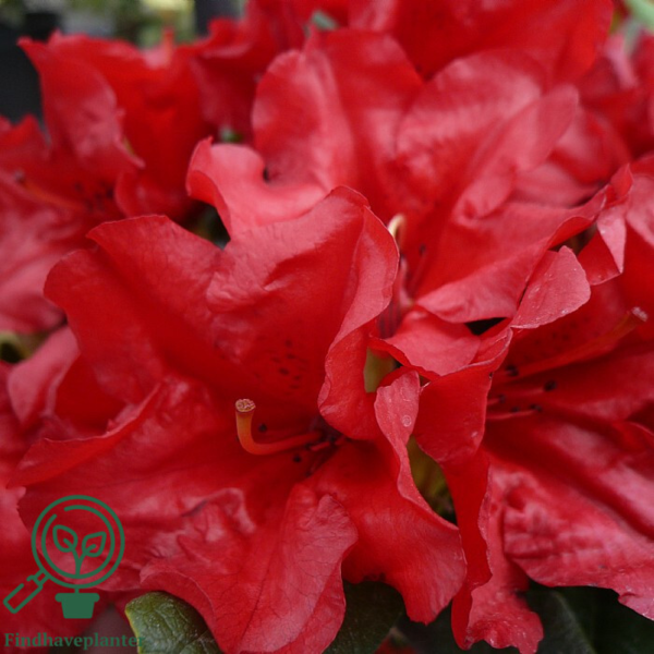 Rhododendron repens 'Scarlet Wonder'