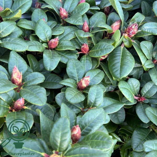 Rhododendron repens 'Scarlet Wonder'