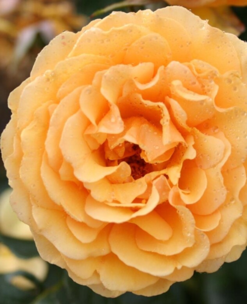 Rosa 'Bernstein Rose®' (Taneitber)