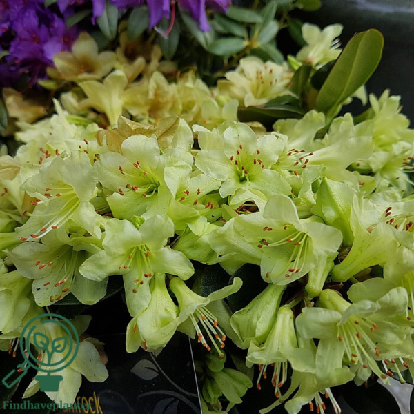 Rhododendron hybrid 'Shamrock'