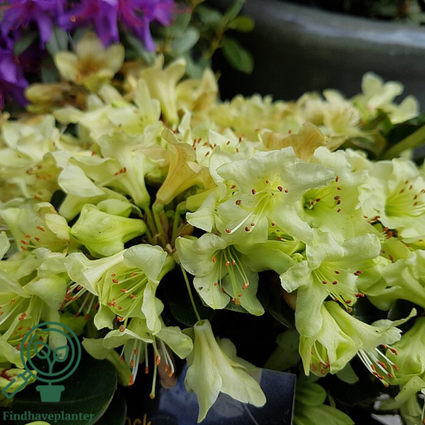 Rhododendron hybrid 'Shamrock'