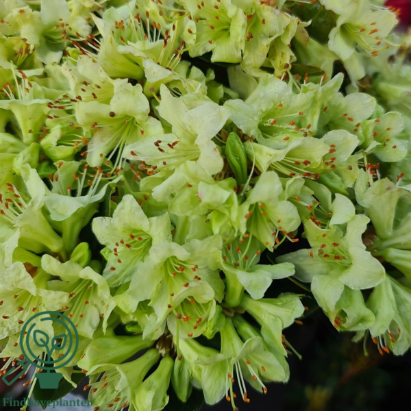 Rhododendron hybrid 'Shamrock'