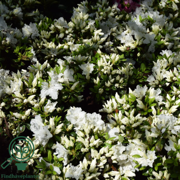 Rhododendron Jap. 'Feenkissen'