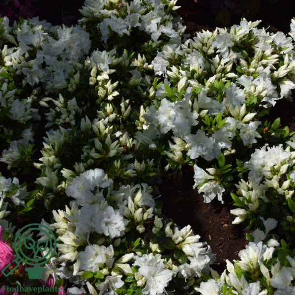 Rhododendron Jap. 'Feenkissen'