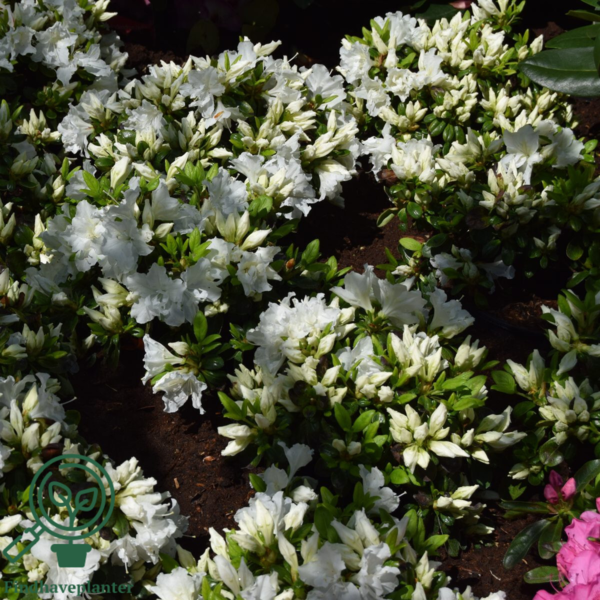 Rhododendron Jap. 'Feenkissen'