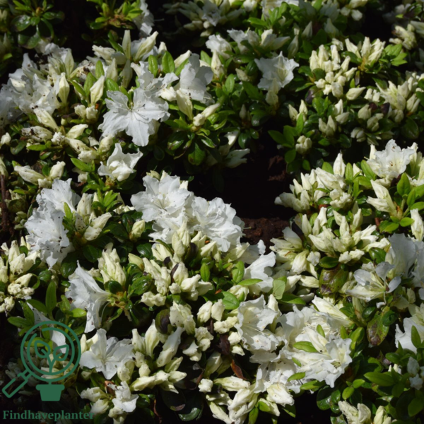 Rhododendron Jap. 'Feenkissen'