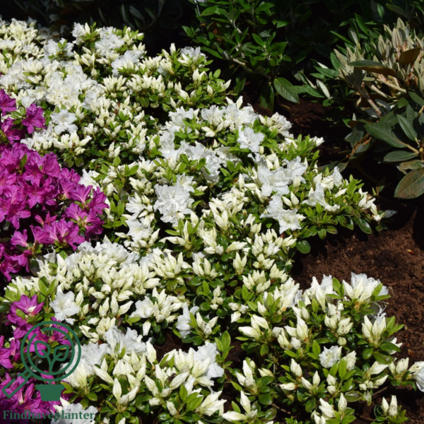Rhododendron Jap. 'Feenkissen'