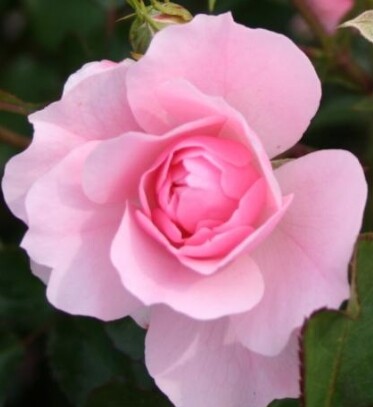 Rosa 'Bonica 82®' Meidomonac