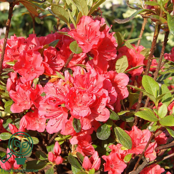 Rhododendron Jap. 'Geisha Orange'