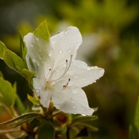 Rhododendron Jap. 'Inas Diamond'
