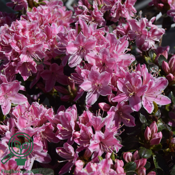 Rhododendron Jap. 'Kermesina'
