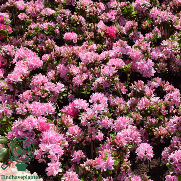 Rhododendron Jap. 'Kermesina'