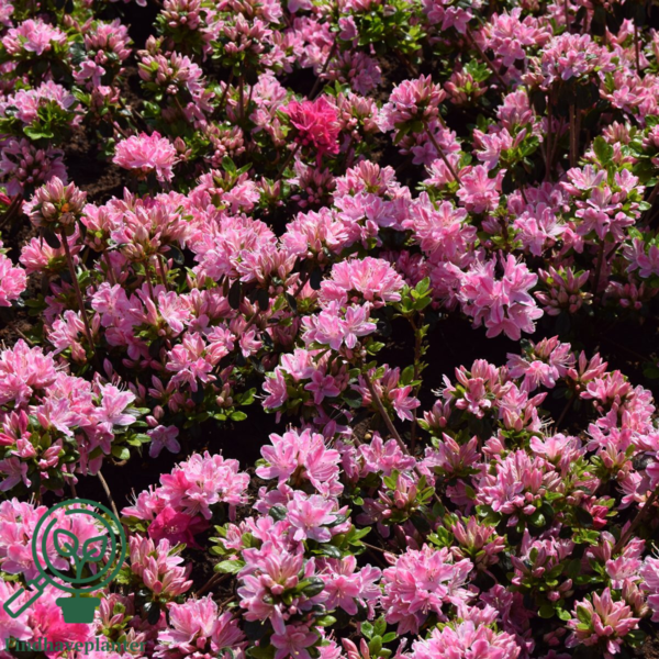 Rhododendron Jap. 'Kermesina'