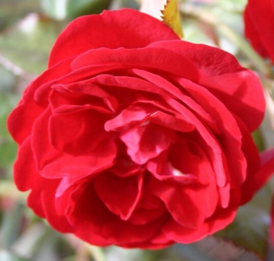 Rosa 'Christian IV®' (Korpeahn)