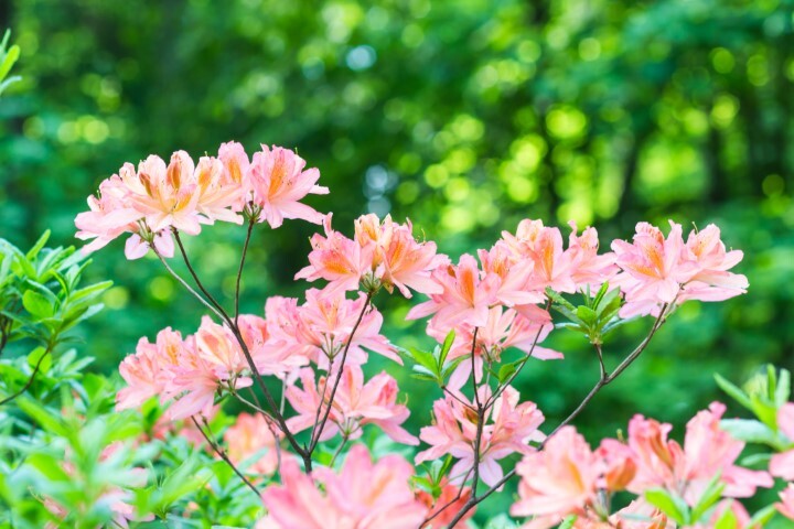 Rhododendron Jap. 'Kermesina Rosé'