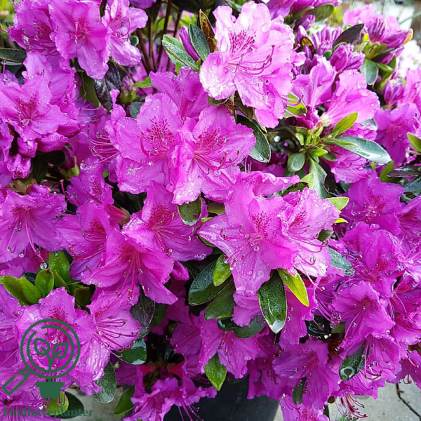 Rhododendron Jap. 'Königstein'