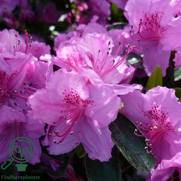 Rhododendron Jap. 'Königstein'