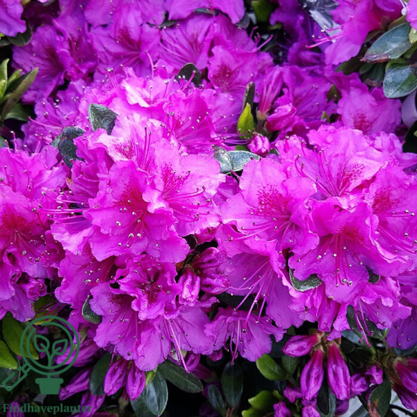 Rhododendron Jap. 'Königstein'
