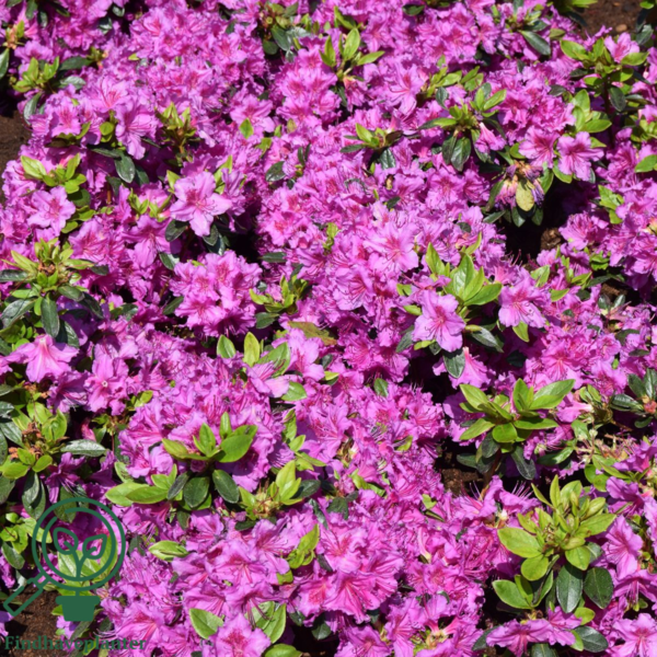 Rhododendron Jap. 'Königstein'