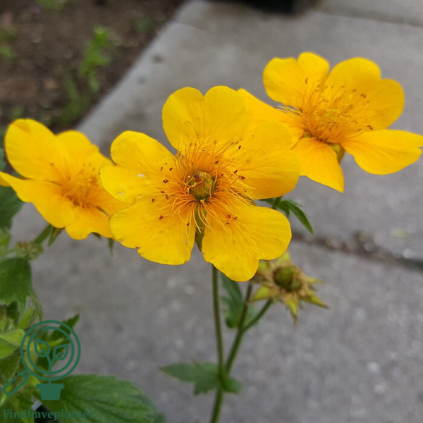 Geum montanum 'Diana', Nellikerod