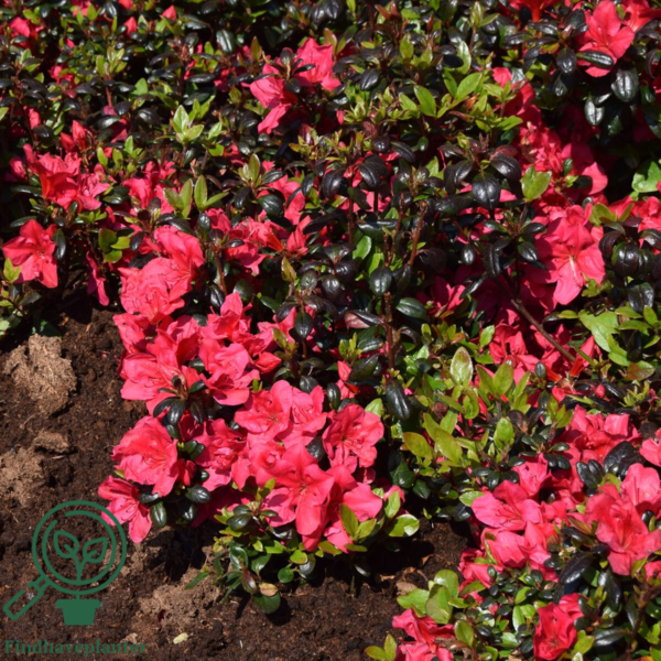 Rhododendron Jap. 'Little Red'