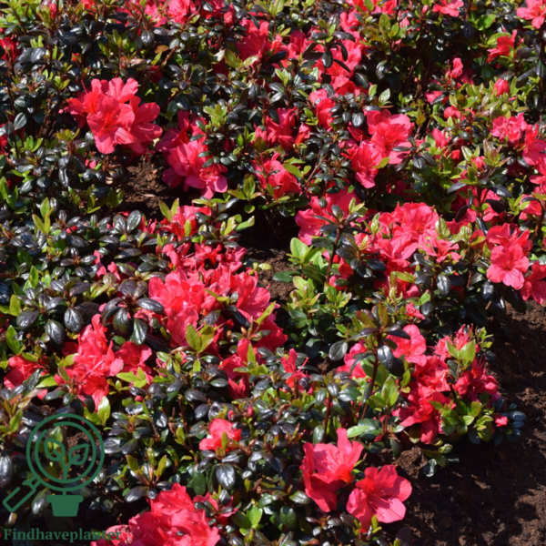 Rhododendron Jap. 'Little Red'
