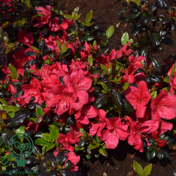 Rhododendron Jap. 'Little Red'