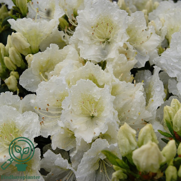 Rhododendron Jap. 'Maischnee'