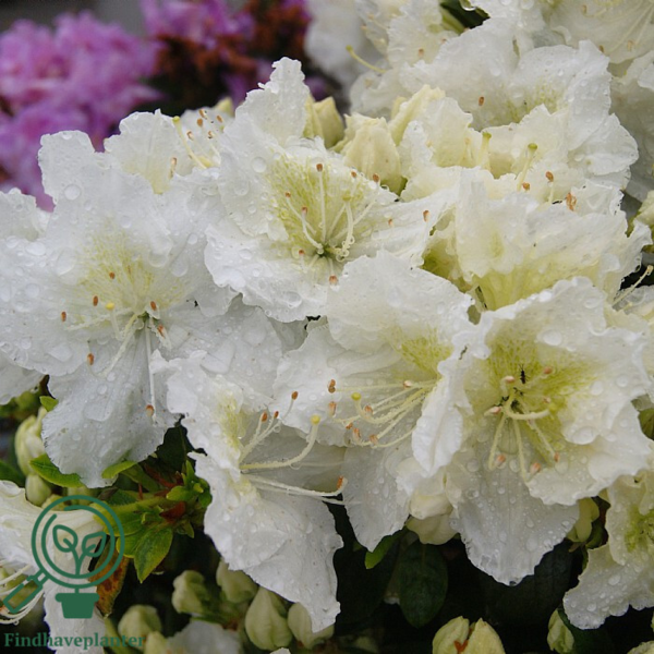 Rhododendron Jap. 'Maischnee'