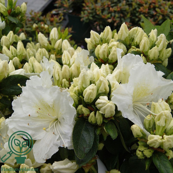 Rhododendron Jap. 'Maischnee'